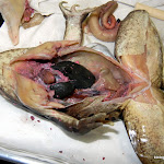 frog_liver_heart.JPG