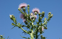 DSC01573.JPG Photo