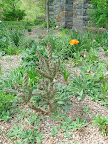 Throughout the ruin and toward the gravel garden, there are lots of hardy cacti. Good drainage is the most important obstacle in getting these to survive winter - it isn't necessarily temperature at all.