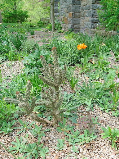 Throughout the ruin and toward the gravel garden, there are lots of hardy cacti. Good drainage is the most important obstacle in getting these to survive winter - it isn't necessarily temperature at all.