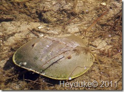 Horseshoe Crab