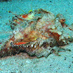 Before you put your hand down wave it over the rocks, if the rock has eyes, it's a fish! :)