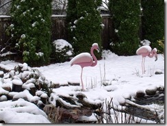Snowy Flamingos