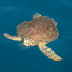 Eine grüne Meeresschildkröte kommt uns am Boot besuchen