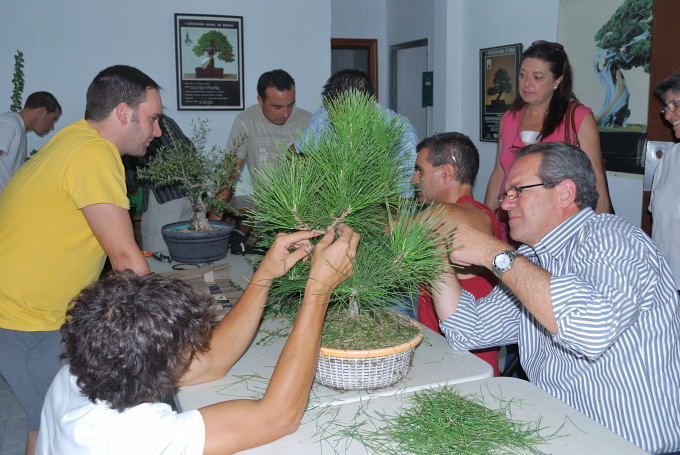 Pinus thunbergii de Juan Ingnacio López