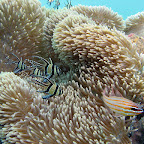 Cardinalfish (Secret Bay, North Bali)