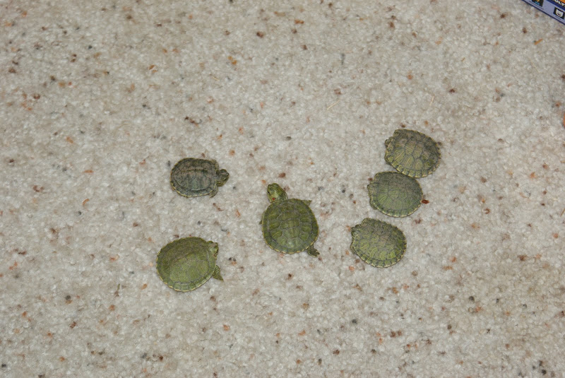 Six baby turtles hatched!