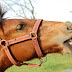 DSC_5923.JPG