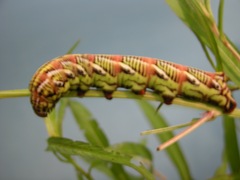 White banded sphinx larva brought in by a MOSI guest