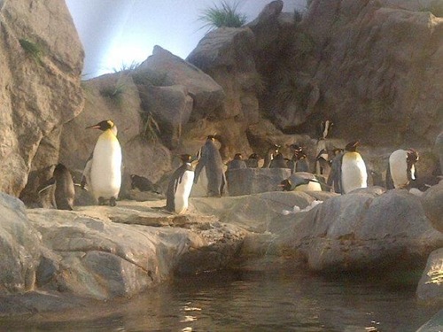 Penguins