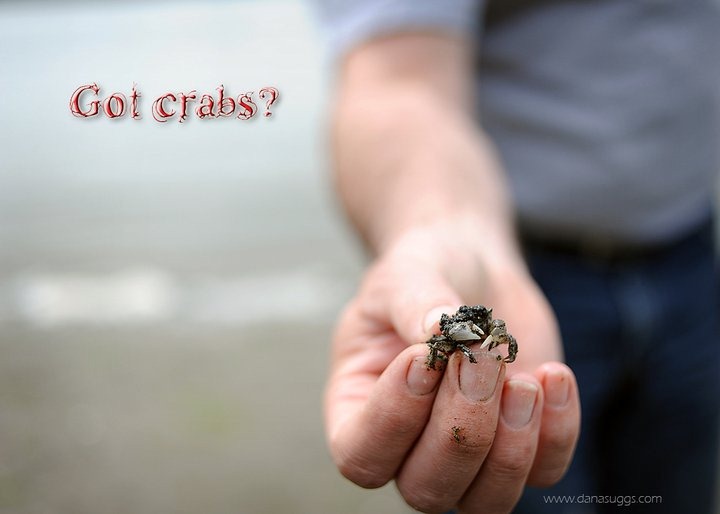 [crabs%255B3%255D.jpg]