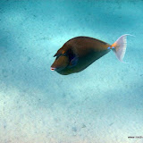 Kofferfisch