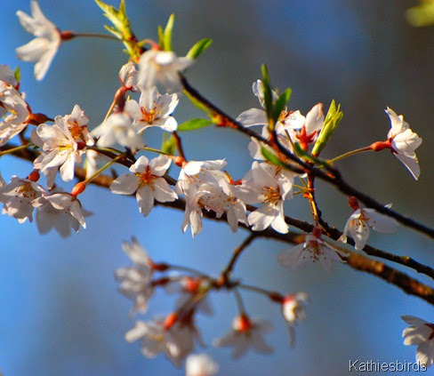 5a. flowering tree-kab