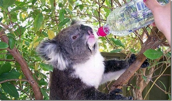 Adoraveis Koalas (7)
