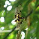 Common Picture Wing