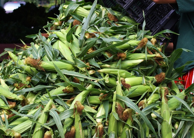 [corn%2520migliorelli%255B4%255D.jpg]