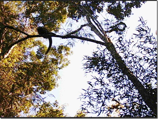Parque Itatiaia2 Parque Itatiaia2