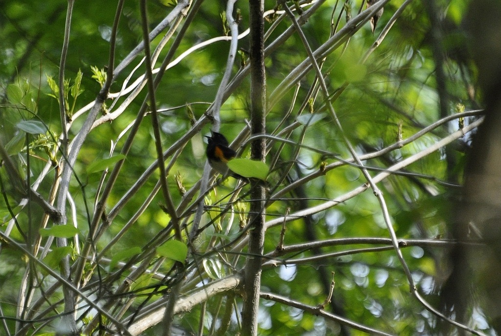 [Am-redstart4.jpg]