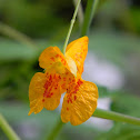 Cape Jewelweed