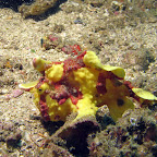 Frogfish (Malapascua)