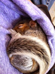 Frances of Pleasantville - Squirrel Rescue Part I