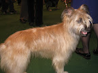 Pyrenean Shepherd