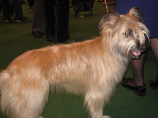 Pyrenean Shepherd