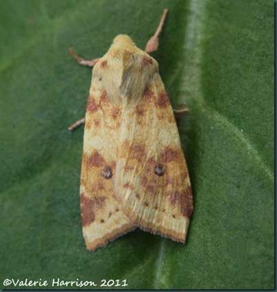 sallow sallow