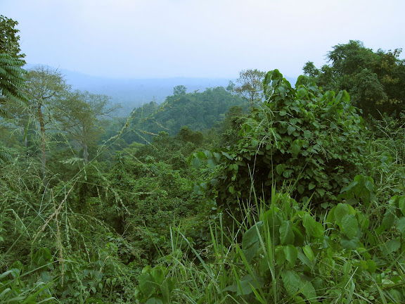 Atewa Range Forest Reserve (Atiwa-Atwaredu Range). Ghana, 4 janvier 2006. Photo : J. F. Christensen