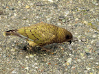Meet Kea, the kind of bird that you often encoutered in the Soutland. Their favorite is your car wiper.