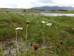 arisaig daisies