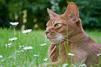 Abessinierkatze Lena