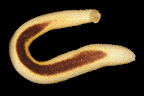Holothuria nigralutea. Okinawa. 45m. Ventral side.
