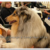 Pedigree Dogs 012.jpg