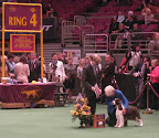 Best Of Opposite English Springer Spaniel