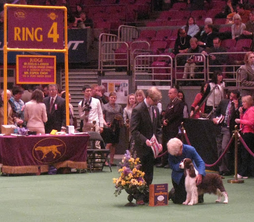 Best Of Opposite English Springer Spaniel