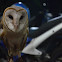 Javanesse Barn Owl
