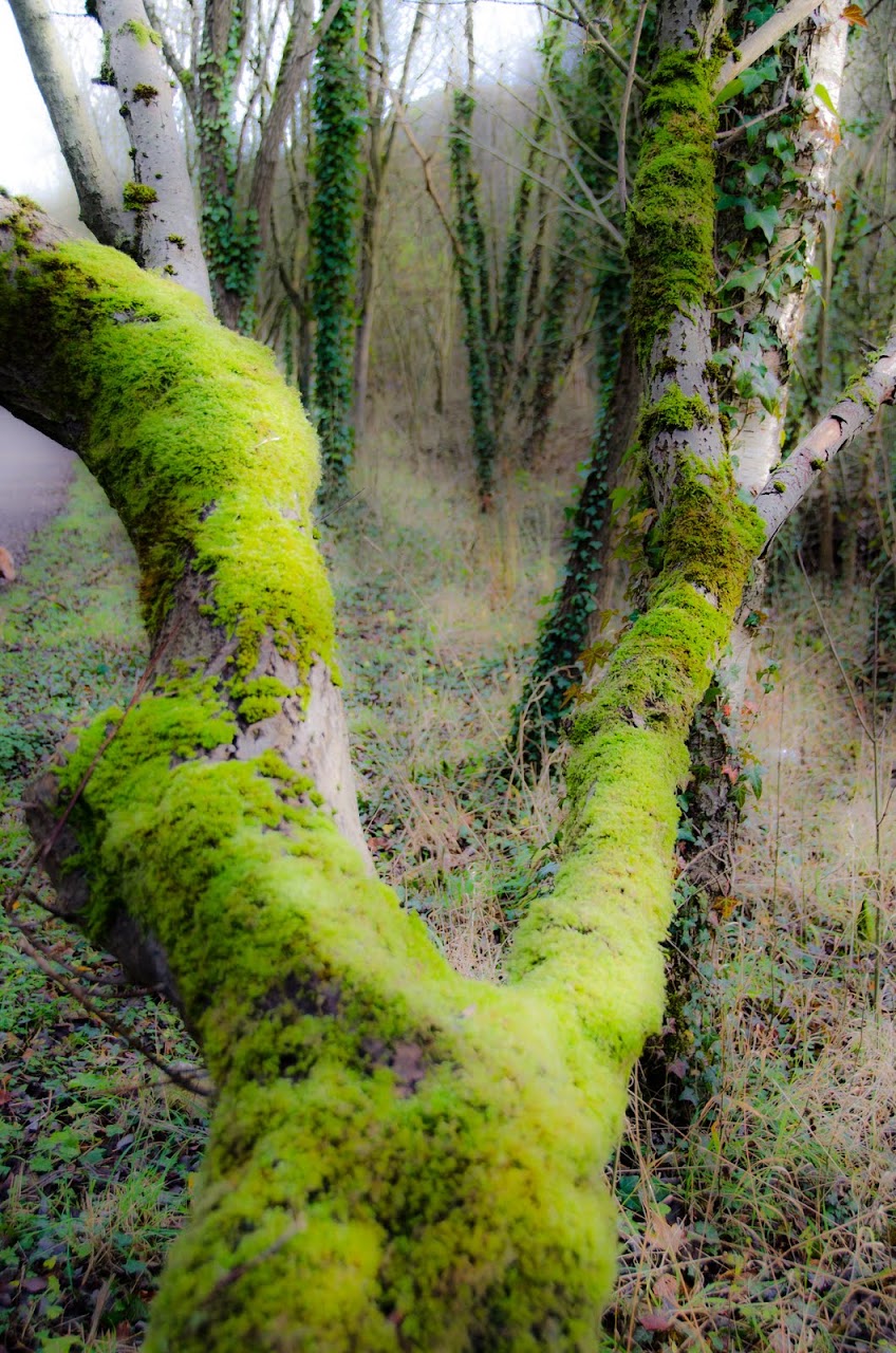 Trees at Chatsworth House