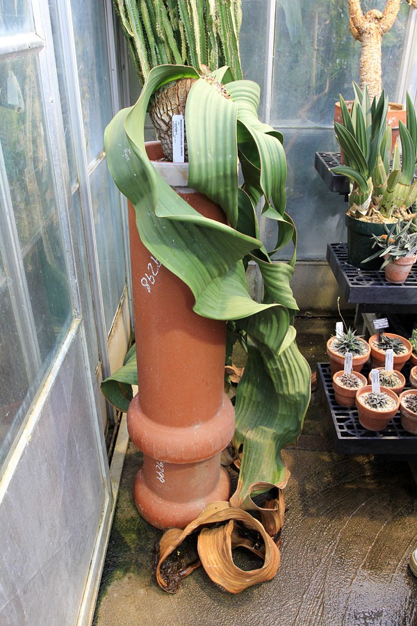 [130202_UCDavis_Welwitschia-mirabilis_10%255B7%255D.jpg]