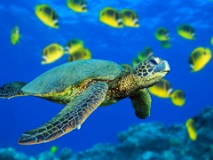Green Sea Turtle