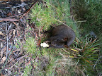May 10 - Bennets Wallaby