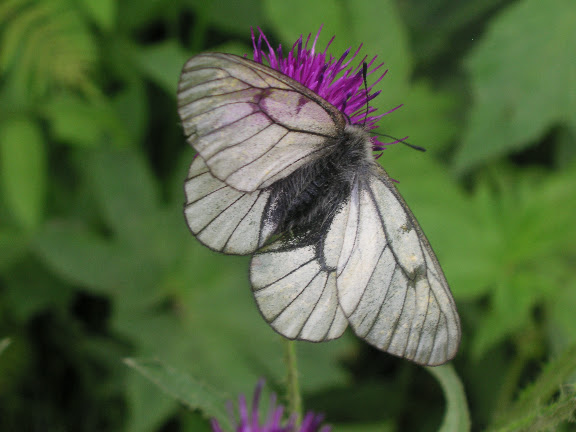 Parnassius stubbendorfii standfussi BRYK, 1912, mâle. Narichnyi (Primorskij Kraj, Oussouri), 22 juin 2011. Photo : Jean Michel