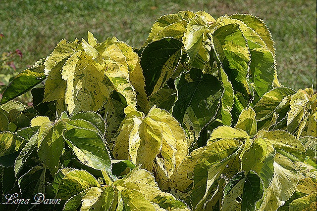 [FPC_Acalypha_Tropical_Tempest%255B9%255D.jpg]