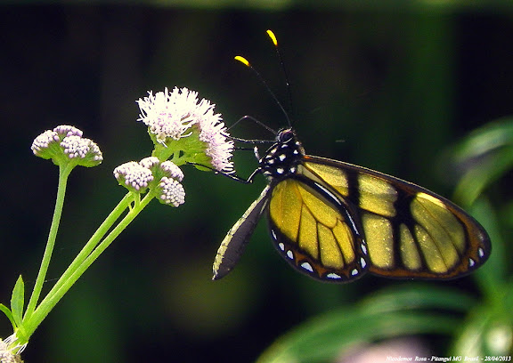 Lépidoptères de Pitangui au Minas Gerais - Dircenna dero rhoeo C. FELDER & R. FELDER, 1860. Pitangui (MG, Brésil), 28 avril 2013. Photo : Nicodemos Rosa