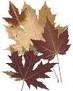 leaf brown