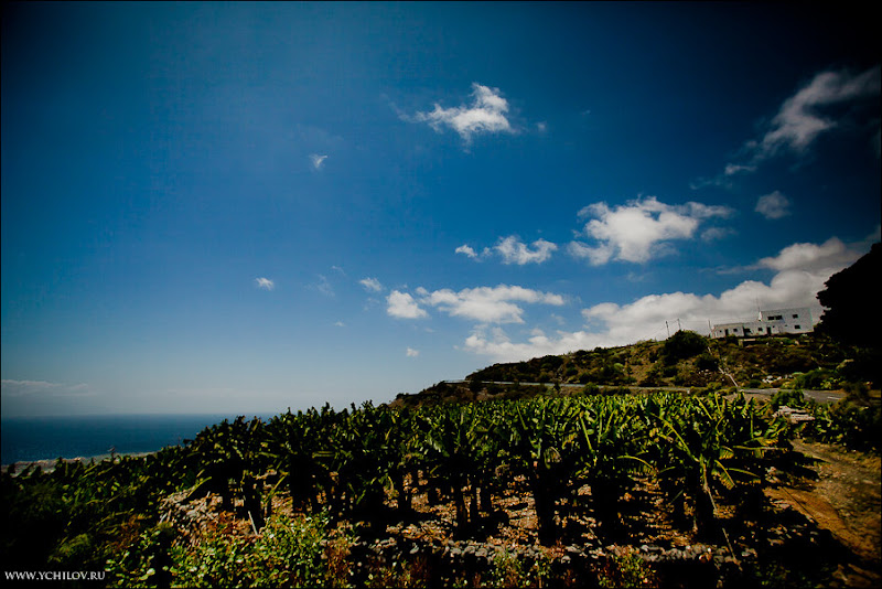 022 www.ychilov.ru foto tenerife.jpg