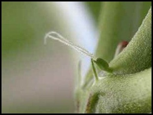 vrouwelijke_plant_close vrouwelijke_plant_close