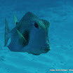 Trunk Fish.JPG