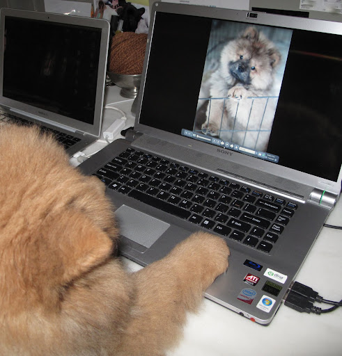 Now, all that's left to do is to email Martha and the Frenchies and show them what I have been up to!