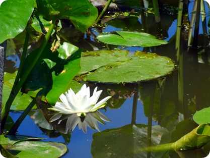 lilly pad